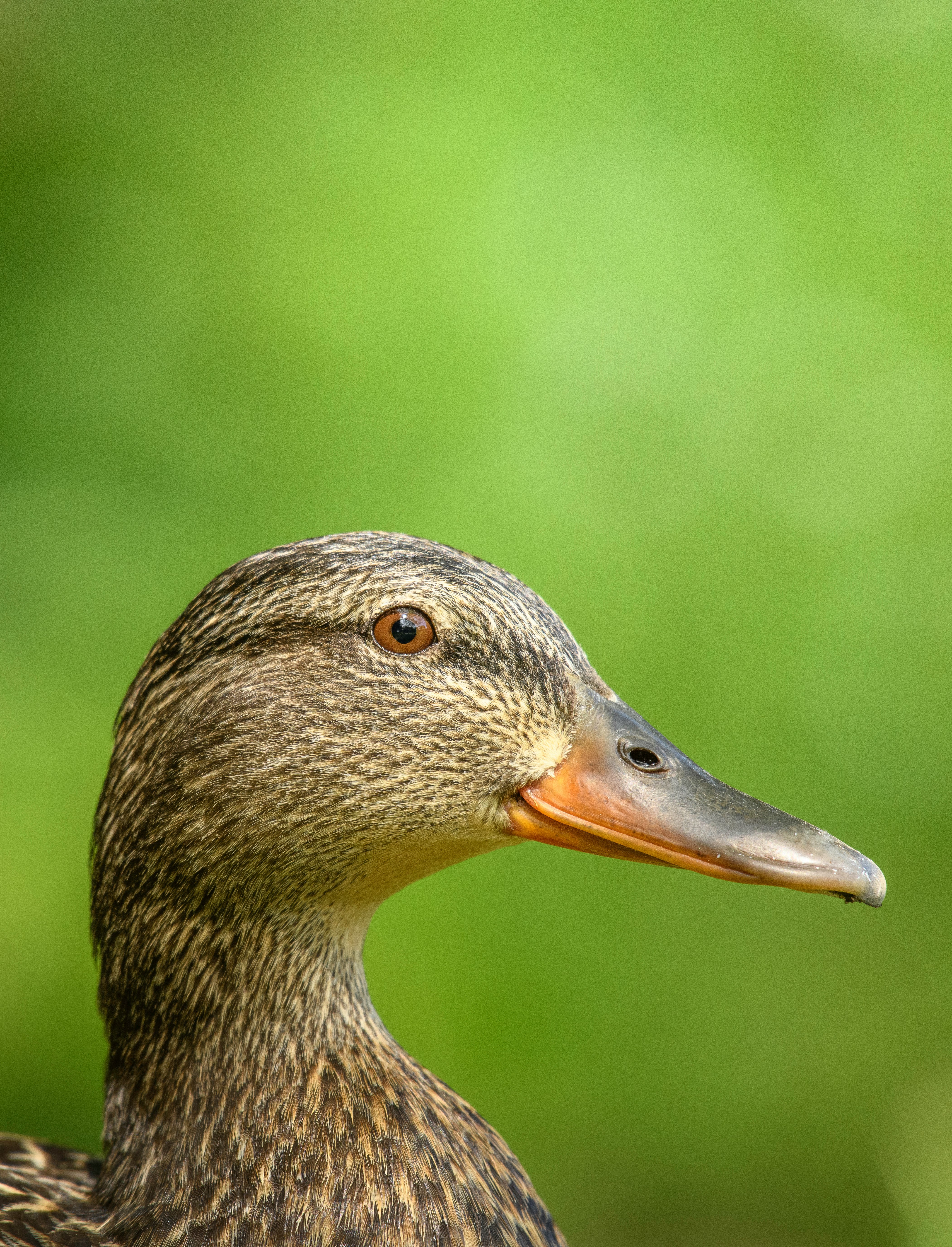 brown duck in close up photography